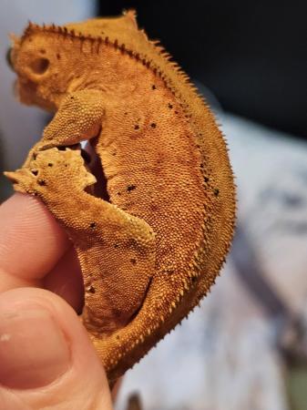 Image 3 of Red phantom bicolour dal crested gecko with red spots