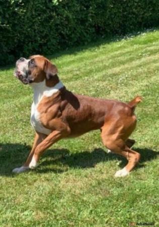 Image 3 of Beautiful male boxer puppy ready to leave for his new home