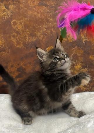 Image 13 of REDUCED, last girl XL GCCF Maine Coon kitten