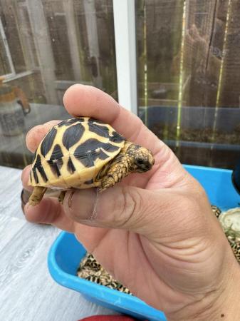 Image 4 of Indian Star Tortoises for sale