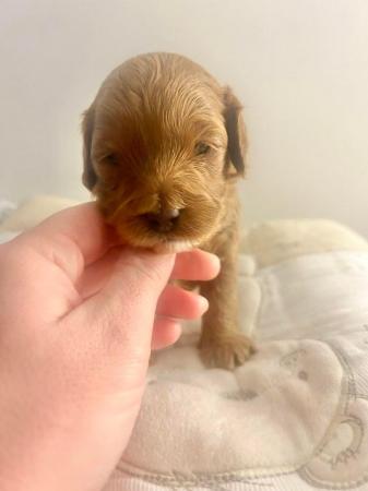 Image 3 of Tiny toy cavapoo ?? 1 remaining ??