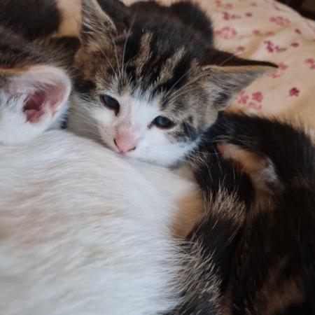 Image 7 of Tabbie kittens 8 weeks old