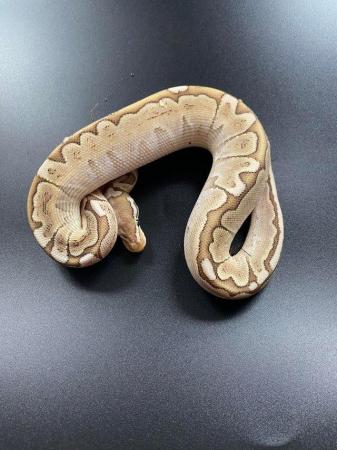 Image 3 of Various morphs of ball pythons.