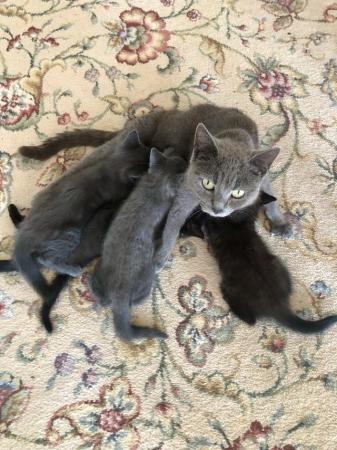 Image 2 of Beautiful Kittens for sale