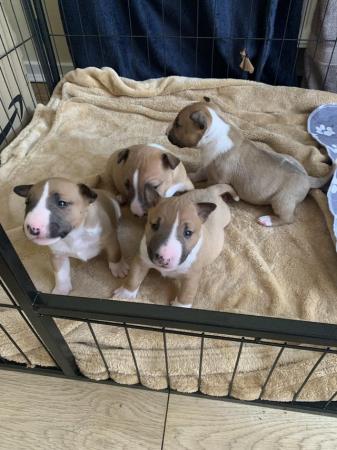 Image 9 of Miniature Bull Terrier Puppies