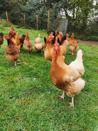 Image 1 of Laying hens mixed ages. South Devon