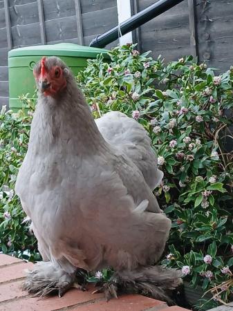 Image 4 of Lavender pekin chicken .
