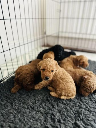 Image 29 of F1b Toy Cockapoo puppies ready in JULY