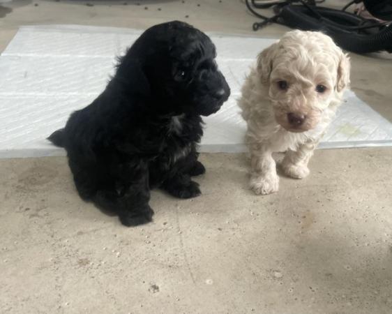 Image 9 of Toy poodle puppies for sale