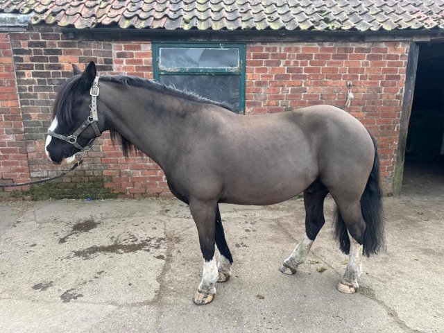 Preview of the first image of 11 year old 13.3  Cob Gelding.