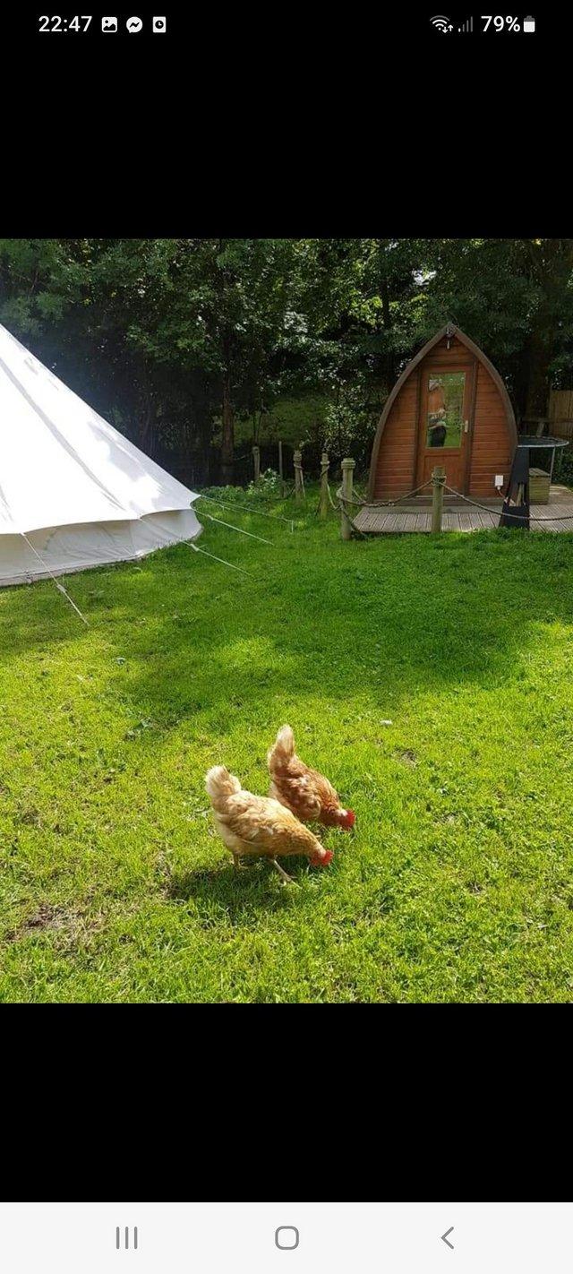 Preview of the first image of Any poultry wanted to join us free range on our Glamping sit.
