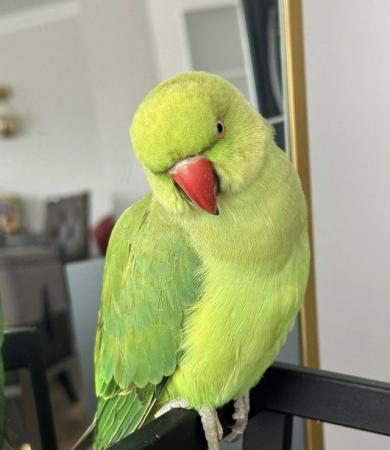 Image 1 of Baby tamed ring neck talking parrot