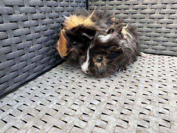 Image 6 of 2 left x Pretty funky haired female guinea pigs.