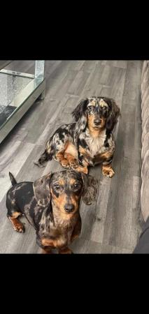 Image 5 of Here we have the beautiful litter of dachshunds