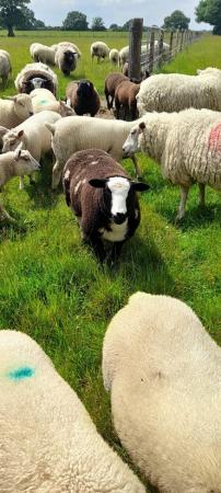 Image 1 of Dutch Spotted Ram Lamb for sale