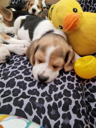 Image 5 of Adorable beagle puppy - ready for a new home