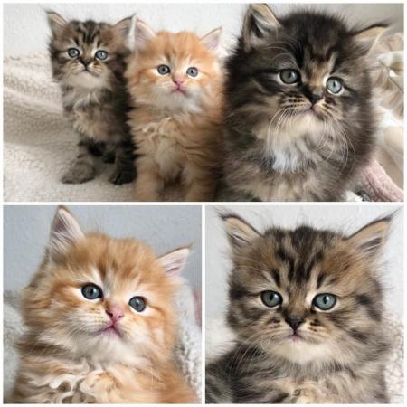 Image 1 of Stunning Siberian Kittens!