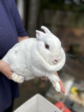 Image 3 of 8 month old rabbits looking for new homes