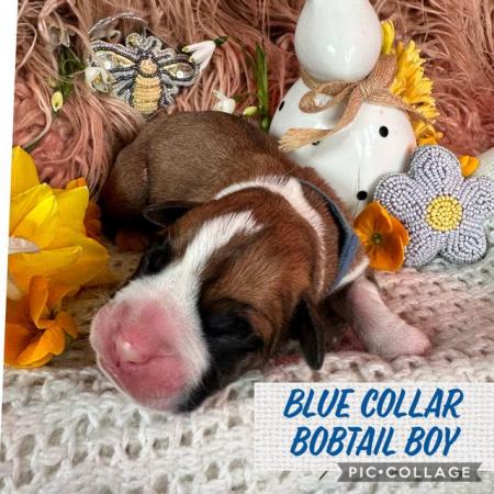 Image 4 of READY SOON!!!!Stunning 3rd generation boxer puppies