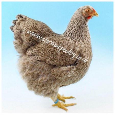 Image 58 of *POULTRY FOR SALE,EGGS,CHICKS,GROWERS,POL PULLETS*