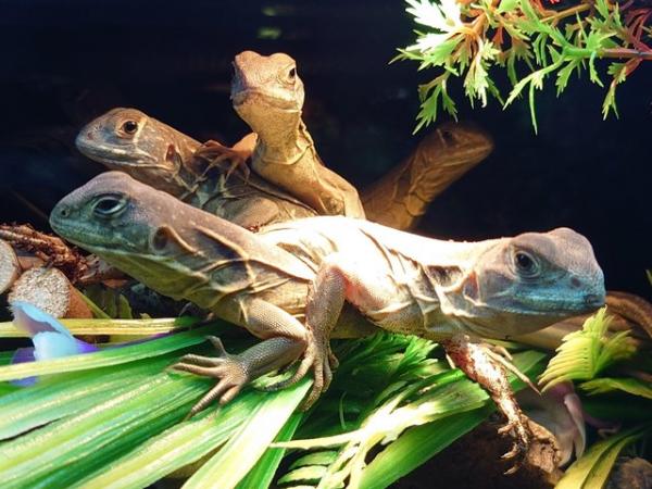Image 29 of Full Reptile/Amphibian Stock List - Updated Regularly