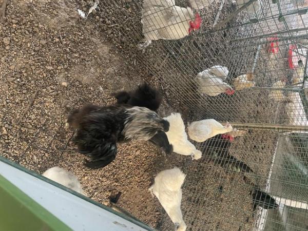 Image 3 of Breeding set of Silkies for sale