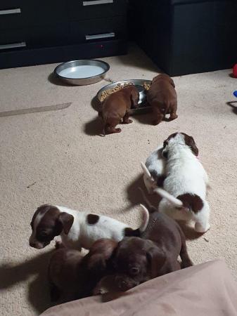 Image 5 of 8 week old mini dach x Springer spaniel pups