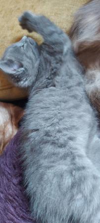 Image 18 of SILVER TIPPED TABBY KITTENS