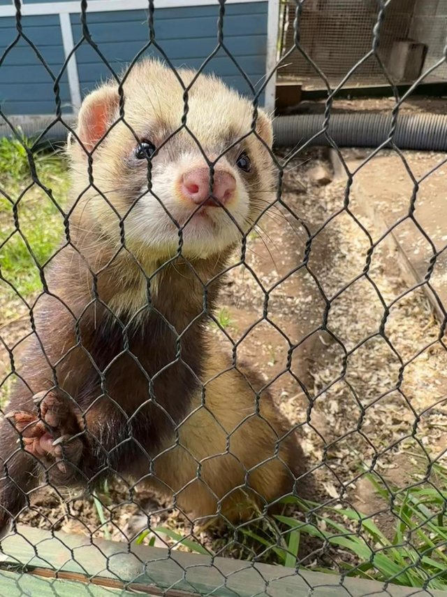 Preview of the first image of 3 Ferrets for sale (1 Albino, 2 Brown).