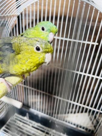 Image 5 of Bonded pair green lineolated parrot