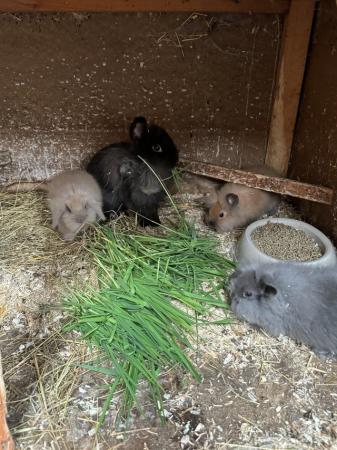 Image 5 of Lionhead babies ready to leave