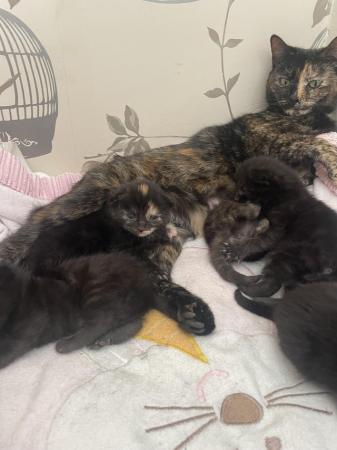 Image 10 of Mixed breed kittens ready 21st june