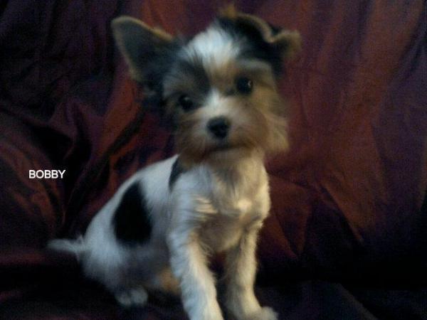 Image 15 of Biewer Yorkshire Terrier Puppies for sale