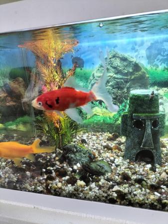 Image 5 of 2 goldfish for sale , suitable for a pond