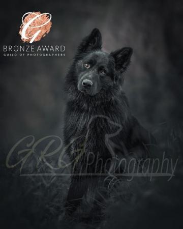 Image 3 of GSD needs an experienced home