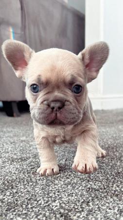 Image 9 of Adorable French bulldog puppies 5 weeks old