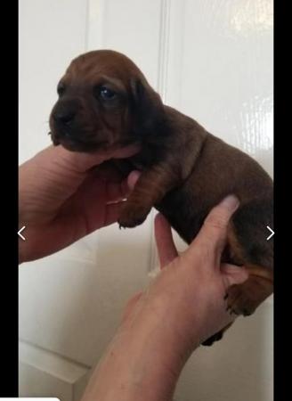 Image 11 of Smooth dachshund puppies