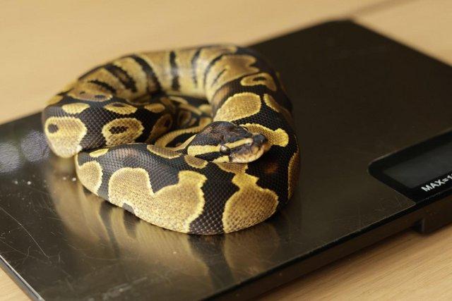 Preview of the first image of Royal Python Yellow Belly/Spark CB22.