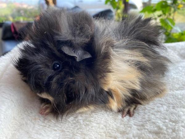Image 25 of Beautiful long haired very friendly  baby boy guinea pigs