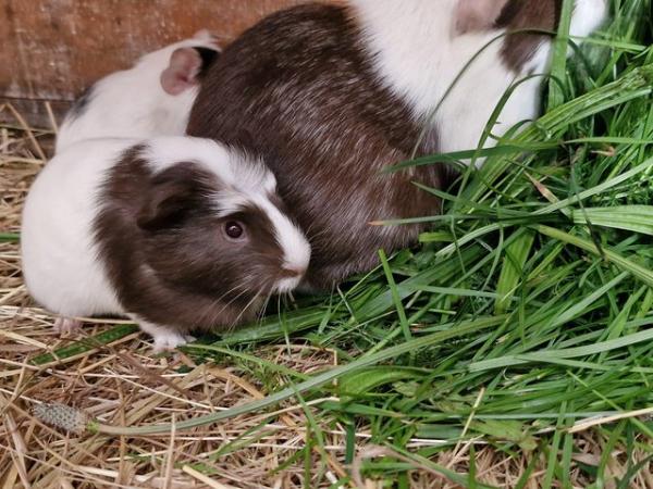 Image 5 of Last Baby girl guinea pig ip39es