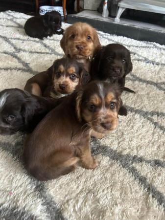 Image 7 of Chocolate and gold cocker spaniel puppies