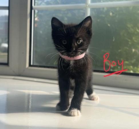 Image 13 of READY NOW - Gorgeous, super cute KITTENS