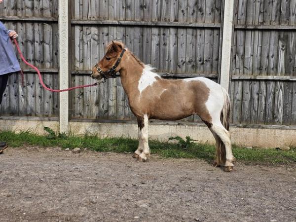 Image 2 of Shetland pony registered miniature shetland pony