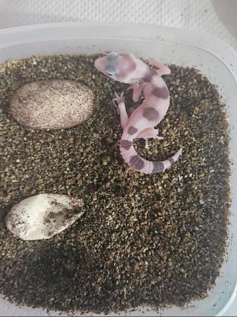 Image 3 of Baby leopard geckos ready to be reserved!