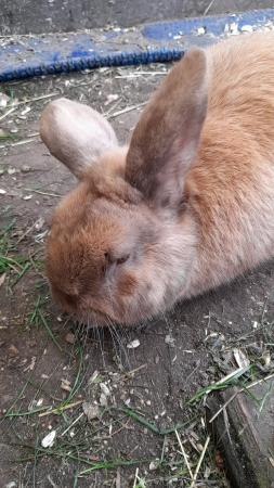 Image 3 of Dwarf Lop Rabbit for sale