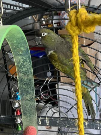 Image 1 of Male Patagonian conures available