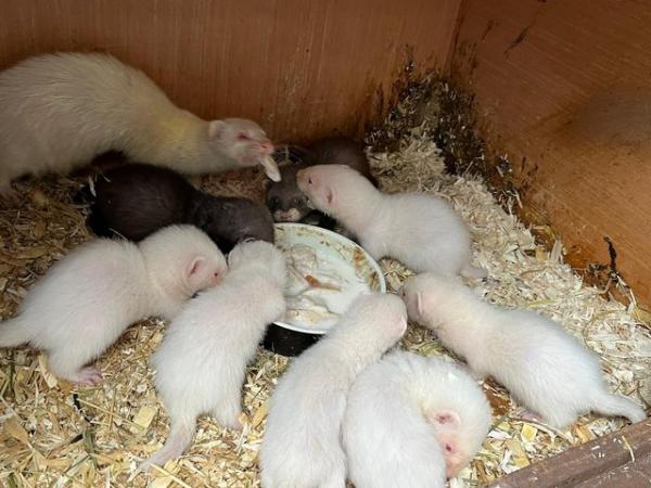 Image 2 of Ferret kits for sale different colours