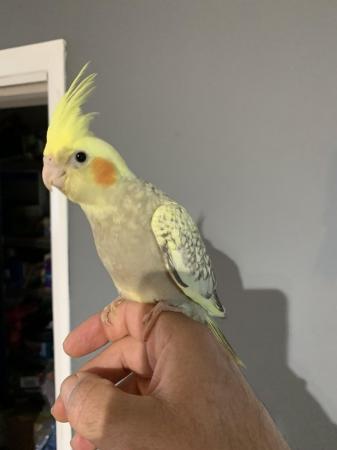 Image 4 of Baby cockatiel hand reared and tamed