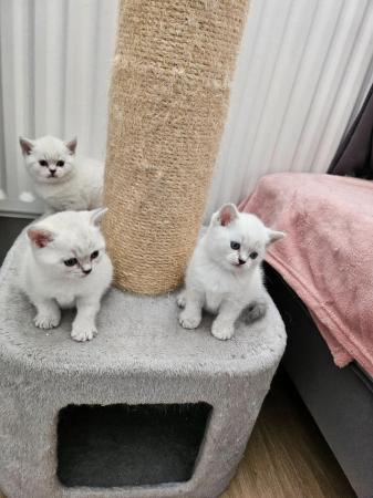 Image 3 of Pedigree Beautiful British Shorthair kittens