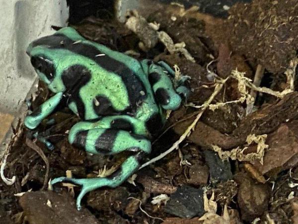 Image 4 of Dart Frogs for sale at Birmingham Reptiles